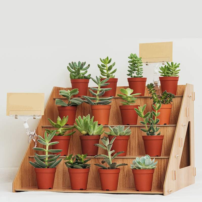 Rak pajangan kayu, stan untuk  - Pop Display Shelf ulasan dan harga